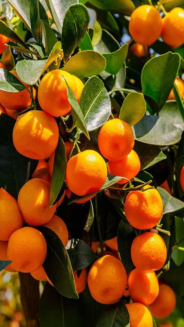 8 Reasons to Embrace the Citrus Delight of Oranges