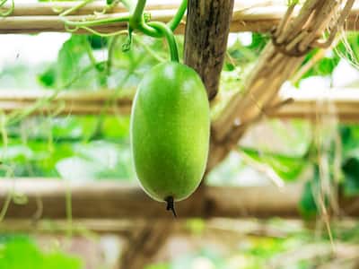 Craving Health This Winter? Try These Nourishing Ash Gourd Juices
