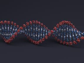 Evolutionary Theory Revisited: Examining The Genetic Basis Of Aging And Reproduction