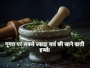 Year Ender 2023: इस साल लोगों ने गूगल पर सबसे ज्यादा सर्च की आयुर्वेदिक जड़ी-बूटियां, जानें क्या है इनमें खास