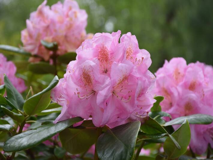 Rhododendron Aka Buransh Tea: Why This Rare Himalayan Tea Is A Must 