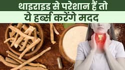 Thyroid Control Herbs: थाइराइड से परेशान हैं तो ये हर्ब्स करेंगे मदद, Watch Video