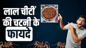 Red Ant Chutney: लाल चींटी की चटनी में छुपा है सेहत का खजाना, दूर हो जाती हैं ये बीमारियां