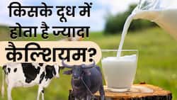 Milk Benefits: जानें हड्डियों के लिए कौन सा दूध है ज्यादा फायदेमंद? Watch Video