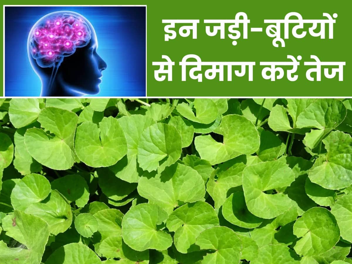 Ayurvedic Herbs To Boost Brain Power दिमाग को तेज करेंगी ये आयुर्वेदिक जड़ीबूटियां, जानें