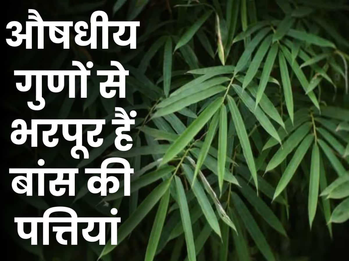 Bans Ki Patti Ke Fayde डायबिटीज से लेकर सांस संबंधी समस्याओं में