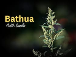 Bathua (Goosefoot) Health Benefits: 5 Reasons You Should Include This Superfood In Your Winter Diet