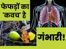 рдлреЗрдлрдбрд╝реЛрдВ рдХрд╛ рдХрд╡рдЪ рд╣реИ рдЖрдпреБрд░реНрд╡реЗрдж рдХреА рдпреЗ рдЦрд╛рд╕ рдЬрдбрд╝реА-рдмреВрдЯреА, рджрд╛рдж-рдЦрд╛рдЬ рд╕реЗ рд▓реЗрдХрд░ рдЧрдВрдЬрд╛рдкрди рднреА рдХрд░ рд╕рдХрддрд╛ рд╣реИ рджреВрд░