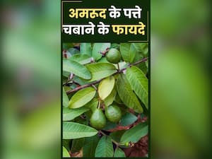 रोजाना खाली पेट अमरूद के पत्ते चबाने के फायदे