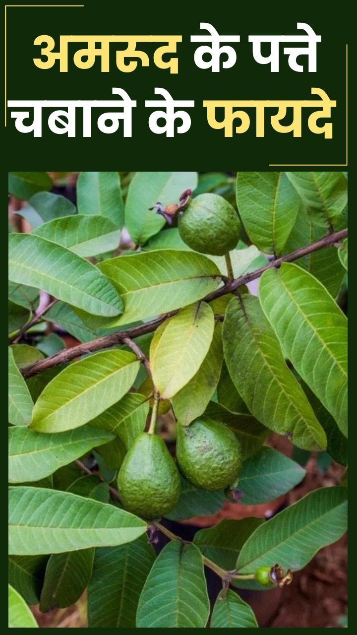 रोजाना खाली पेट अमरूद के पत्ते चबाने के फायदे