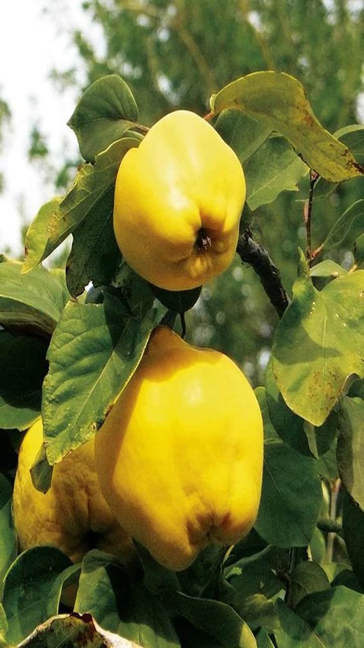 Amazing Benefits Of Quince Fruit