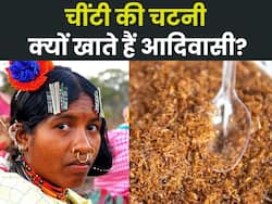 ओडिशा की लाल चींटी चटनी को सरकार भी देती है मान्यता, जानिए इस 'सुपरफूड' के फायदे और बनाने की विधि