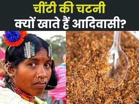 ओडिशा की लाल चींटी चटनी को सरकार भी देती है मान्यता, जानिए इस 'सुपरफूड' के फायदे और बनाने की विधि