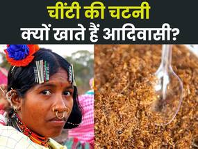 ओडिशा की लाल चींटी चटनी को सरकार भी देती है मान्यता, जानिए इस 'सुपरफूड' के फायदे और बनाने की विधि