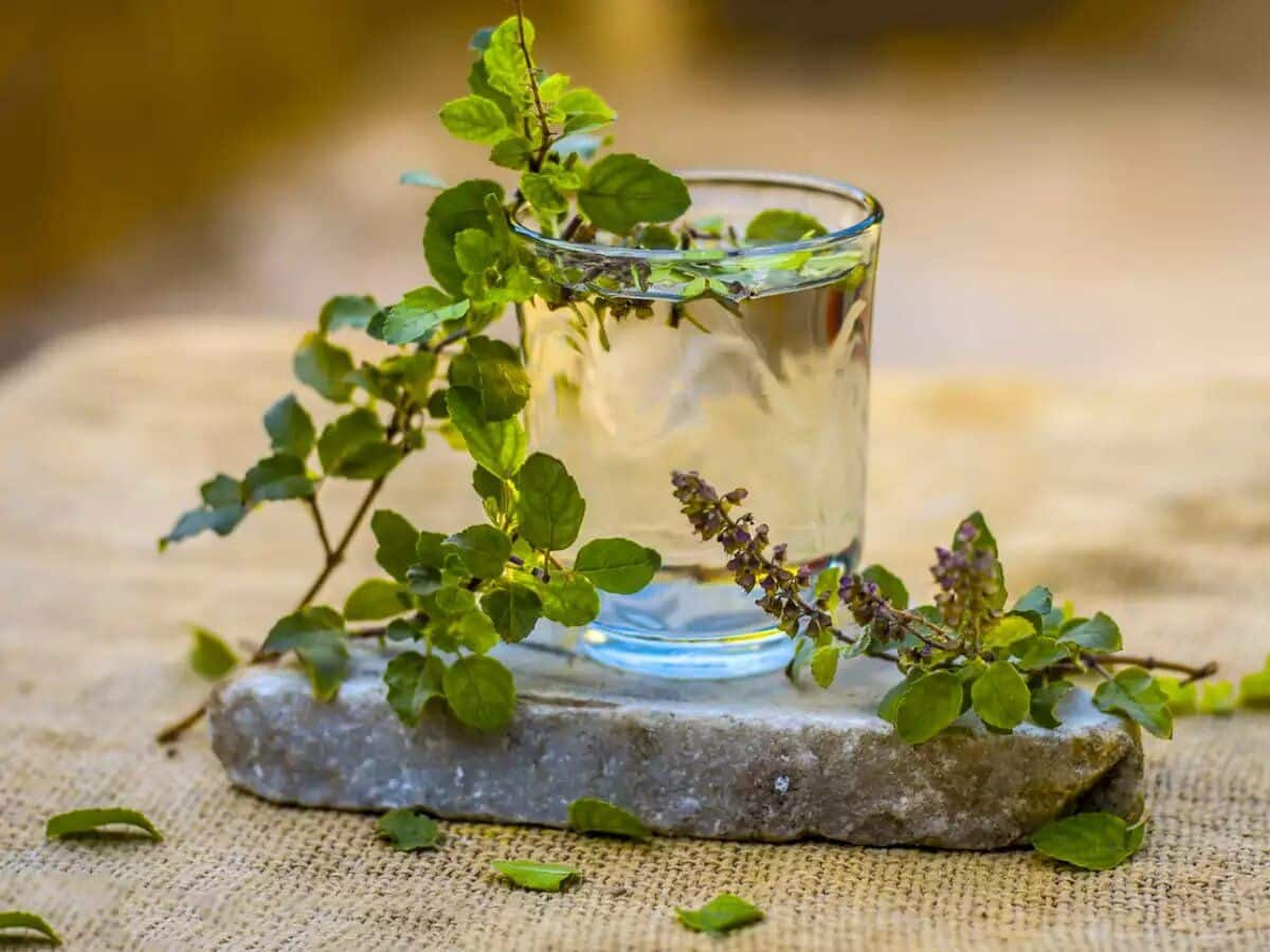 Tulsi Leaves Water On Empty Stomach 7 Health Benefits Of Drinking