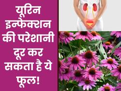 рдЧреБрд▓рд╛рдмреА рд░рдВрдЧ рдХрд╛ рдпрд╣ рд╕реБрдВрджрд░ рд╕рд╛ рдлреВрд▓ рдпреВрд░рд┐рди рдЗрдиреНрдлреЗрдХреНрд╢рди рдХреА рдкрд░реЗрд╢рд╛рдиреА рдХреЛ рдХрд░ рд╕рдХрддрд╛ рд╣реИ рджреВрд░, рдЬрд╛рдирд┐рдП рдЗрд╕рдХреЗ рдмреЗрдорд┐рд╕рд╛рд▓ рдлрд╛рдпрджреЗ