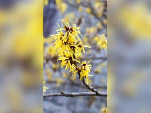 The Magic of Witch Hazel For Radiant Skin