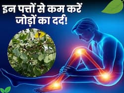 बेकार पड़ी इन 3 पत्तियों से जोड़ों के दर्द से मिनटों में पाएं आराम, बस इस तरह कर लें इस्तेमाल