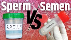 MALE FERTILITY: How Is Sperm Different From Semen?