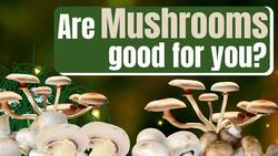 Mushroom: Health benefits of mushrooms you must know during the winter!