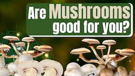 Mushroom: Health benefits of mushrooms you must know during the winter!