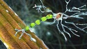 Unveiling Hope: Regenerative Medicine's Promising Role In Motor Neuron Disease (MND) Treatment