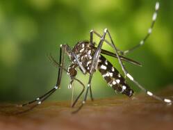 Recognizing Dengue Symptoms With Ayurvedic And Alternative Remedies