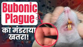 Bubonic Plague: Alaskapox के बाद इस देश में मंडरा रहा है नई बीमारी का खतरा