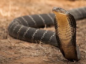 Newly Developed Human Antibody By Scientists Can Now Neutralise Toxic Snake Venom
