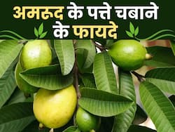 Amrood ki pattiyon ke fayde: इन 5 हेल्थ प्रॉब्लम्स से आराम दिलाती हैं अमरूद की पत्तियां, ये है सेवन का सही तरीका
