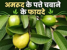 Amrood ki pattiyon ke fayde: इन 5 हेल्थ प्रॉब्लम्स से आराम दिलाती हैं अमरूद की पत्तियां, ये है सेवन का सही तरीका