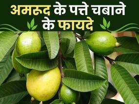 Amrood ki pattiyon ke fayde: इन 5 हेल्थ प्रॉब्लम्स से आराम दिलाती हैं अमरूद की पत्तियां, ये है सेवन का सही तरीका