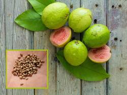 рд╕реЗрд╣рдд рдХреЗ рд▓рд┐рдП рдмрд╣реБрдд рдлрд╛рдпрджреЗрдордВрдж рд╣реИ рдЕрдорд░реВрдж рдХреЗ рдмреАрдЬ, рдпреЗ 4 рдлрд╛рдпрджреЗ рдЬрд╛рдирдХрд░ рдЖрдк рднреА рд░рд╣ рдЬрд╛рдПрдВрдЧреЗ рд╣реИрд░рд╛рди