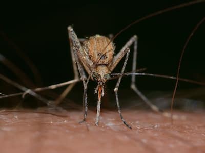 Chikungunya: Lancet Study Reveals Death Risk May Persist For Up To 3 Months Post-Infection