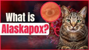 Alaskapox Virus: A viral disease claims its first victim. Should we worry? Alaskapox Virus: A viral disease claims its first victim. Should we worry?