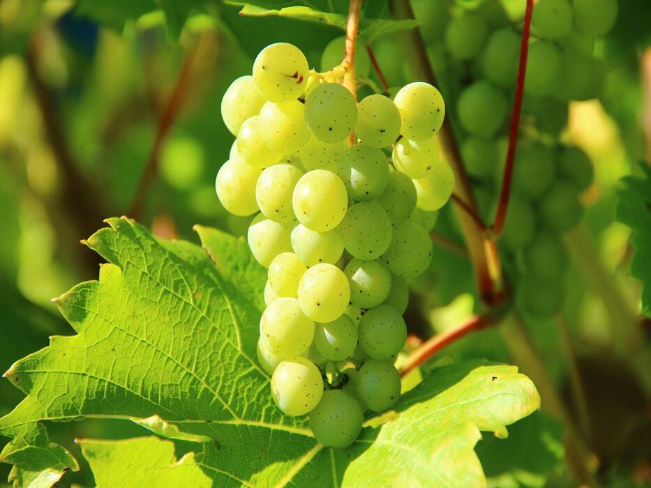 Low Haemoglobin Levels: 6 Natural And Fruity Sources Of Haemoglobin And Iron
