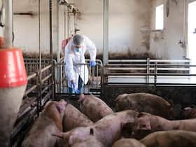 African Swine Fever In Pune: 2 Infected Pigs Euthanised And Urgent Vaccination Drive Underway