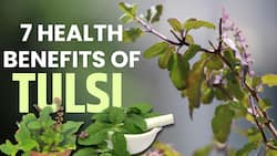 7 Curative Properties Of Tulsi: Reasons Why You Need To Keep This Plant In Your House