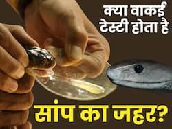 Elvish Yadav Arrest: क्यों तेजी से बढ़ रहा है सांप के जहर का नशा?