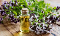 What Are The Benefits Of Using Oregano Oil?