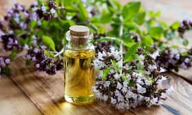 What Are The Benefits Of Using Oregano Oil?