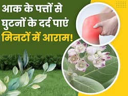 दादी-नानी के घुटनों के दर्द को मिनटों में दूर करेगा आक का पत्ता, बस घर पर इस तरह बांध से इसकी पट्टी