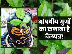 बेलपत्र है डायबिटीज से लेकर कब्ज तक का पक्का इलाज, जानें कितने दिन खाने से मिलेगा फायदा