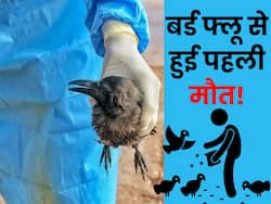 वियतनाम में बर्ड फ्लू से हुई पहली मौत, जानिए क्या है H5N1 Bird Flu कारण, लक्षण और बचाव 