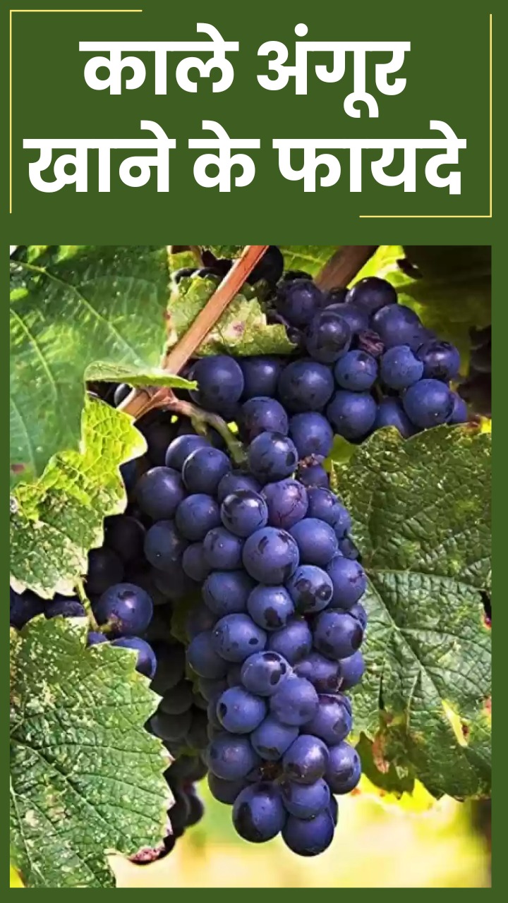 рдХрд╛рд▓реЗ рдЕрдВрдЧреВрд░ рдЦрд╛рдиреЗ рд╕реЗ рд╕реЗрд╣рдд рдХреЛ рд╣реЛрдВрдЧреЗ рдпреЗ 8 рдлрд╛рдпрджреЗ