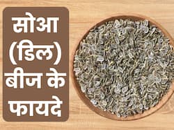 डायबिटीज से लेकर पाचन तंत्र के लिए रामबाण है सोआ के बीज, जानें सेवन का तरीका