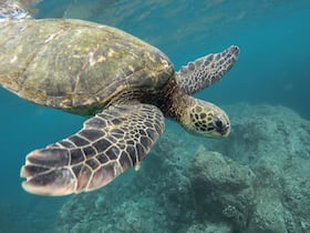 8 Children, 1 Adult Dead After Eating Sea Turtle Meat; Several Sickened