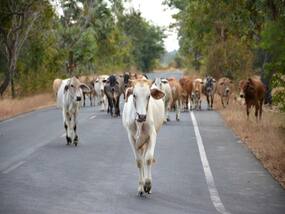 A Cow Attack Left A 30-Yr-Old With Severe Facial Injuries: This Is What Doctors Did