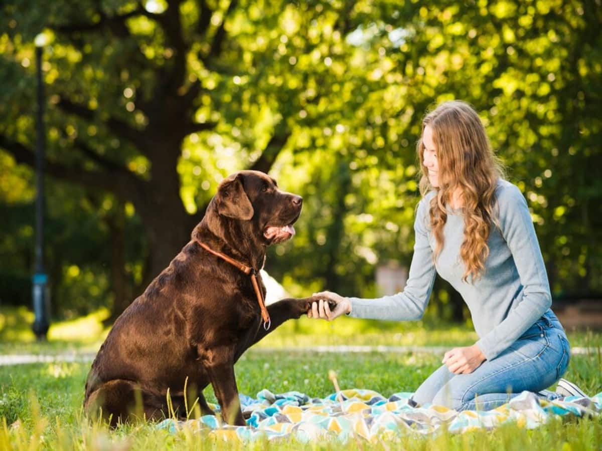 Pet dogs, Stray dogs, mental wellness, Physical health, new study on humans and dogs, interaction with dogs, spending time with dogs, brain health, how dogs help with depression, how dogs reduce stress, dogs and cognitive function