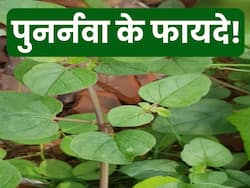 लिवर सिरोसिस से लेकर साधारण खांसी जुकाम तक में रामबाण है पुनर्नवा! बस जान लें इस्तेमाल का सही तरीका